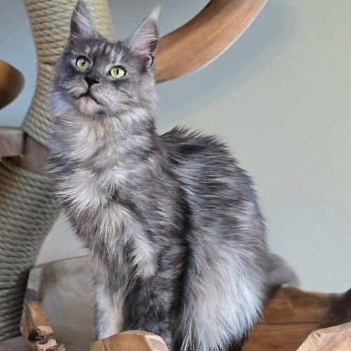Foto van de poes