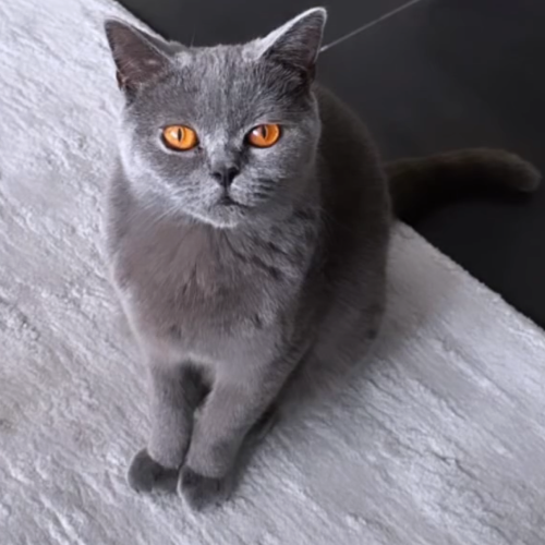 Foto van de poes