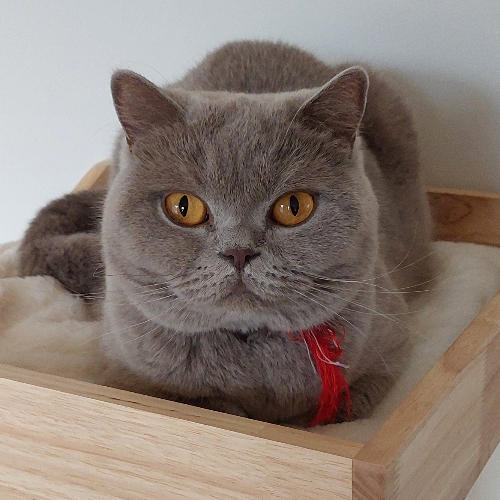 Foto van de poes