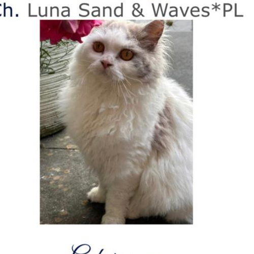 Foto van de poes