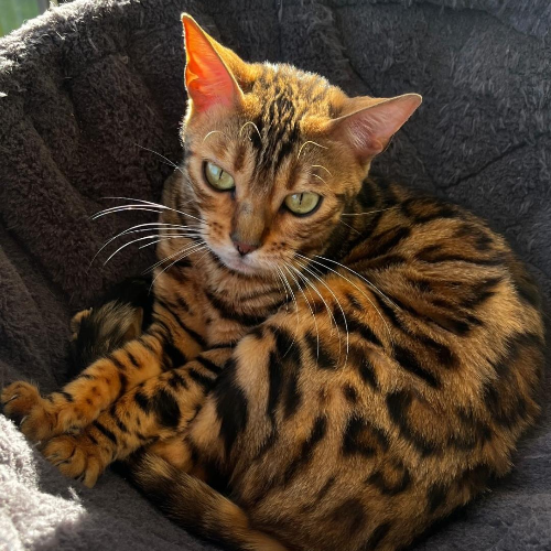 Foto van de poes