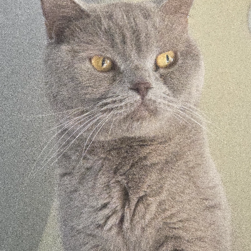 Foto van de poes