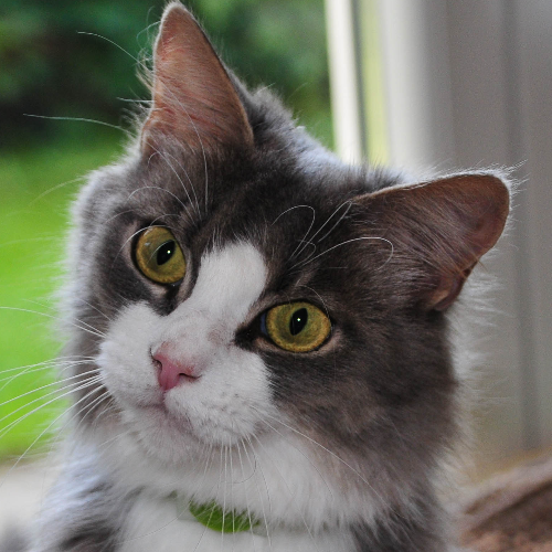 Foto van de poes