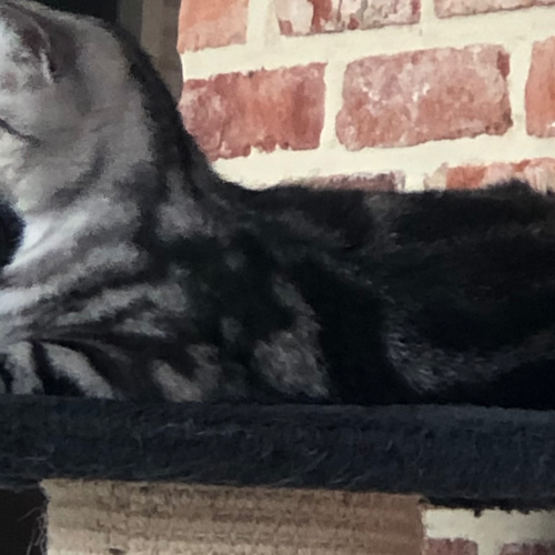Foto van de poes