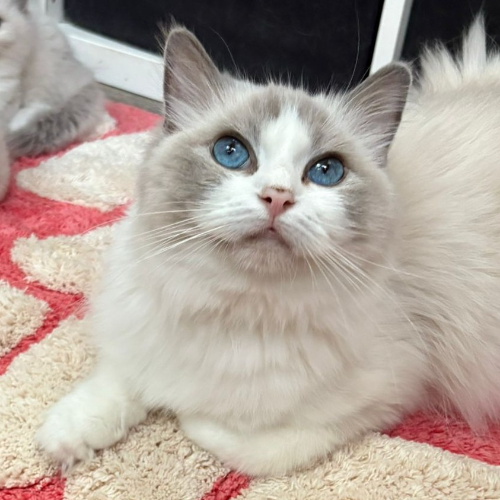 Foto van de poes