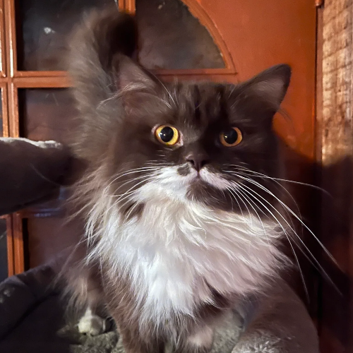 Foto van de poes