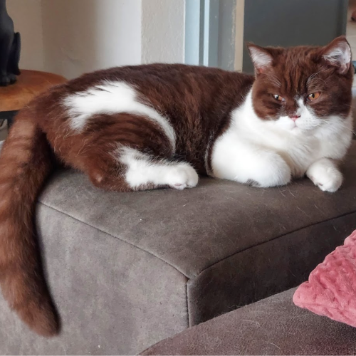 Foto van de poes