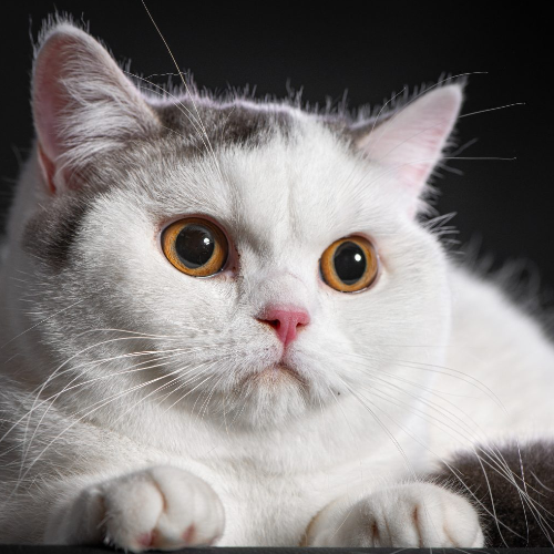 Foto van de poes