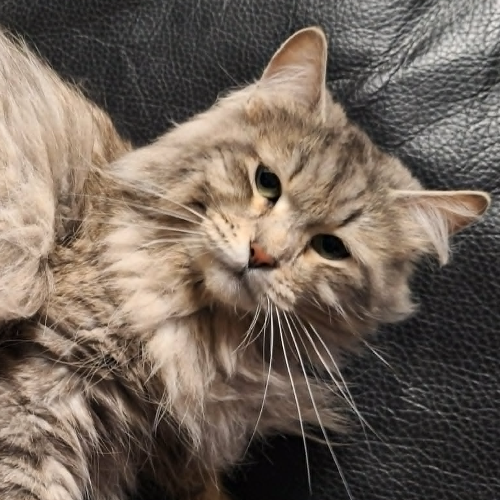 Foto van de poes