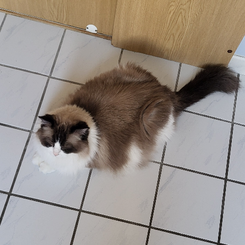Foto van de poes