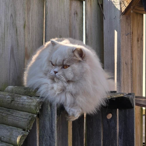 Foto van de poes