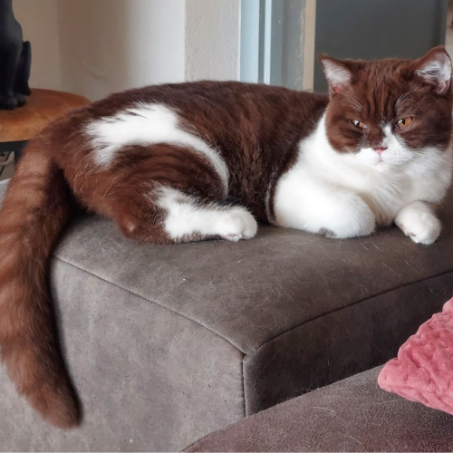 Foto van de poes