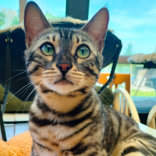 Foto van de poes