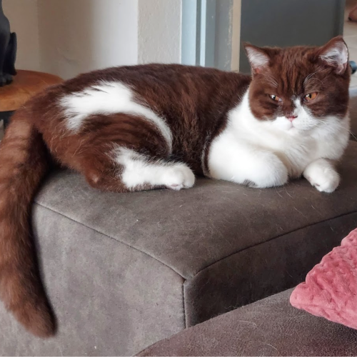 Foto van de poes