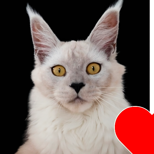 Foto van de poes