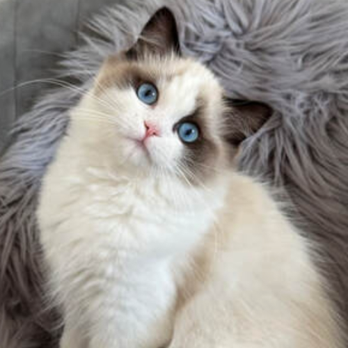 Foto van de poes