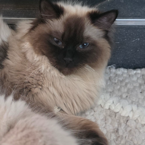 Foto van de poes