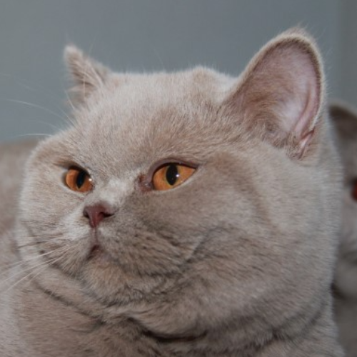 Foto van de poes