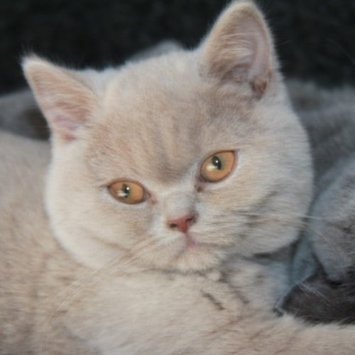Foto van de poes