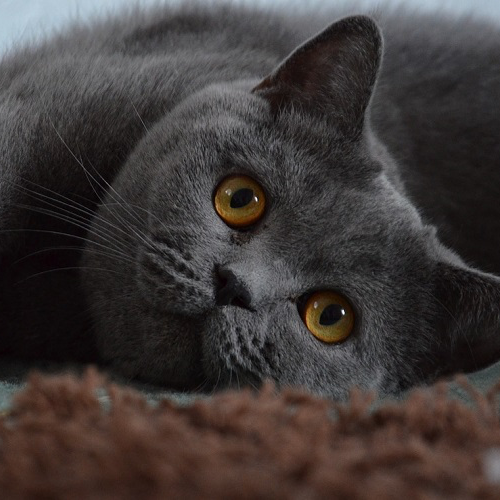 Foto van de poes