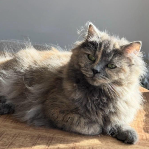 Foto van de poes