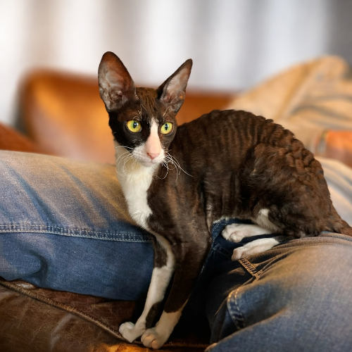 Foto van de poes