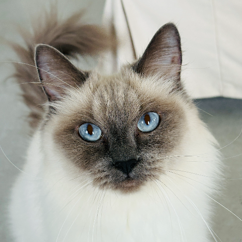 Foto van de poes