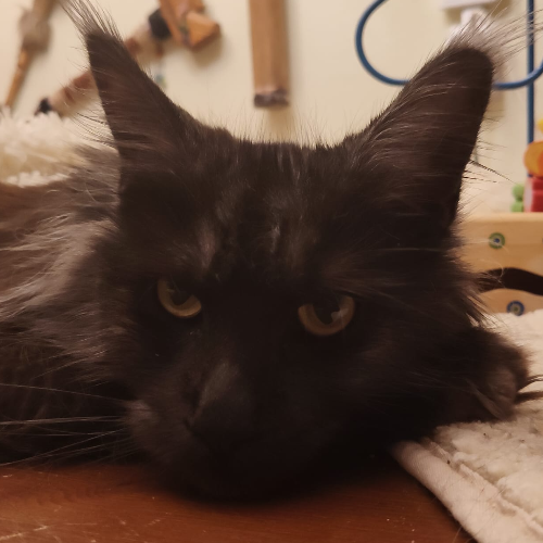 Foto van de poes
