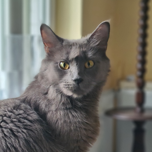 Foto van de poes