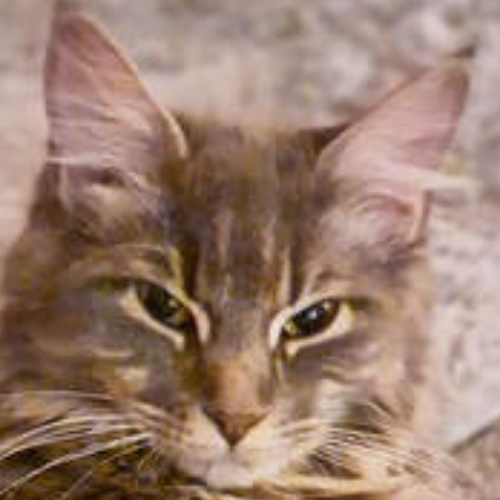 Foto van de poes