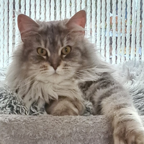 Foto van de poes