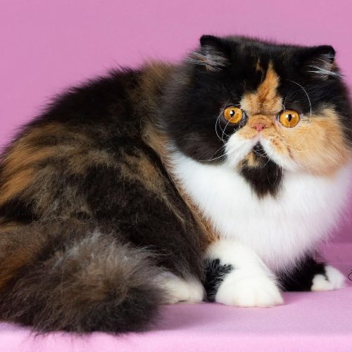 Foto van de poes