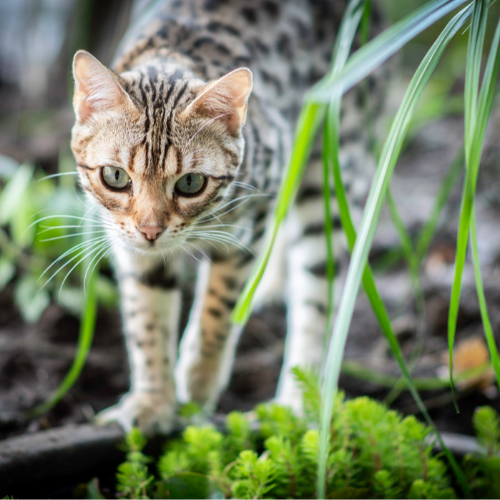 Foto van de poes