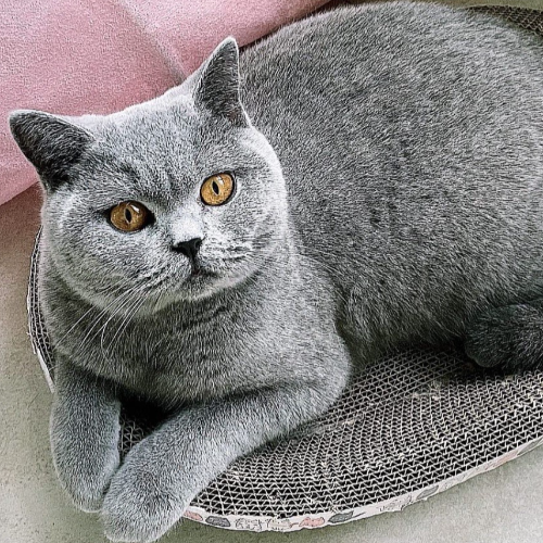 Foto van de poes