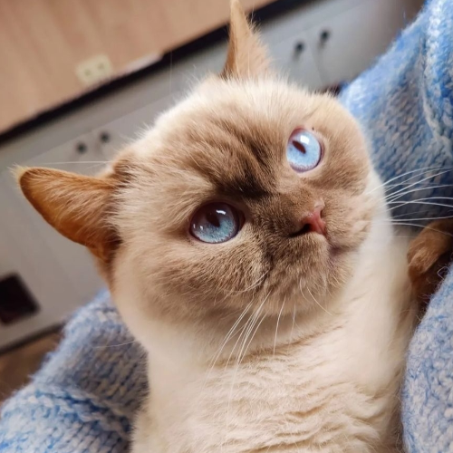 Foto van de poes