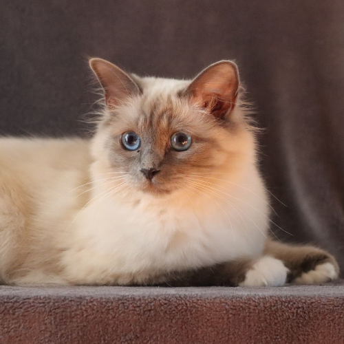 Foto van de poes