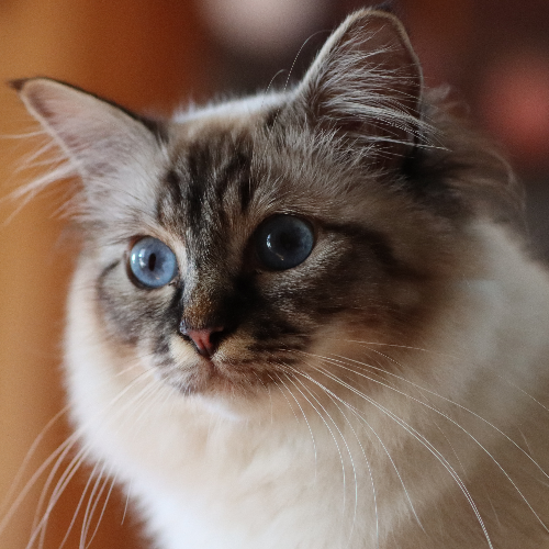 Foto van de poes