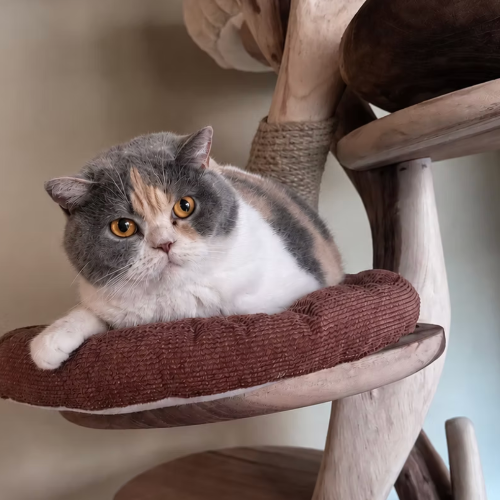 Foto van de poes
