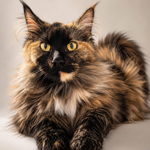 Foto van de poes