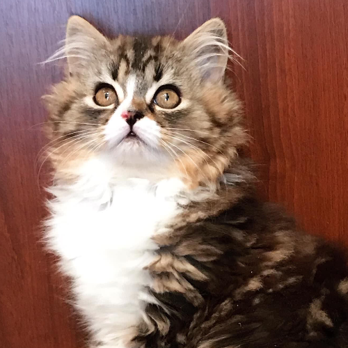 Foto van de poes