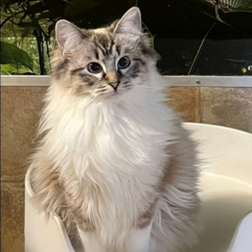 Foto van de poes