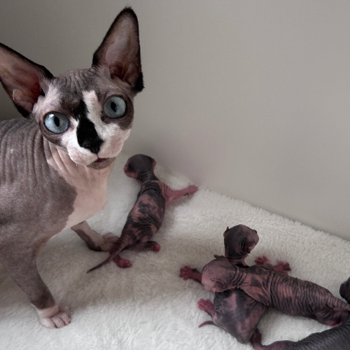 Foto van de poes
