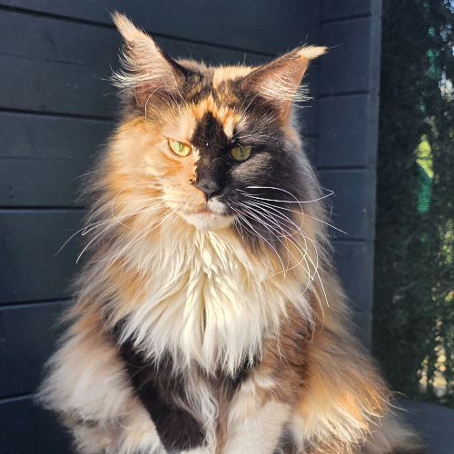 Foto van de poes