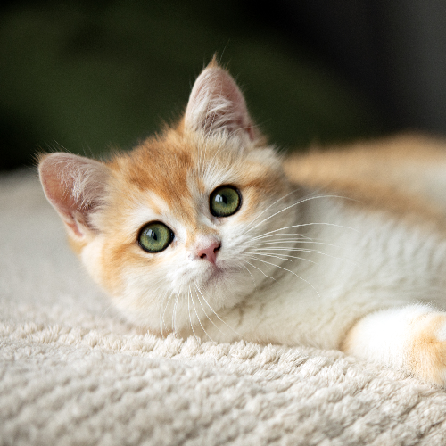 Foto van de poes