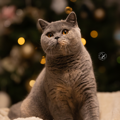 Foto van de poes