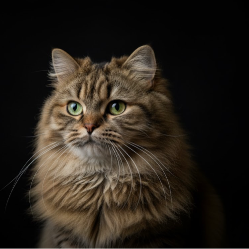 Foto van de poes