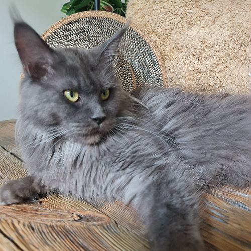 Foto van de poes