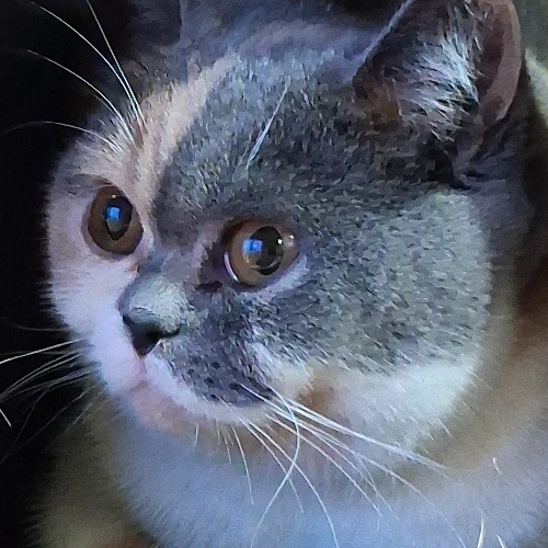 Foto van de poes