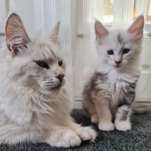 Foto van de poes