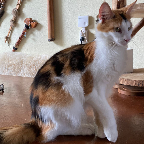 Foto van de poes